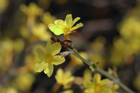 迎春花