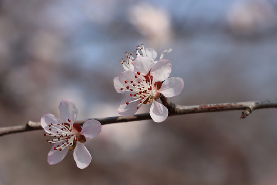 桃花