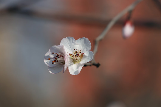 桃花特写