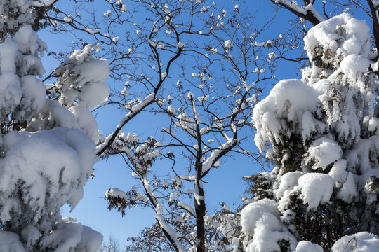 山城瑞雪