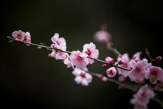 梅花