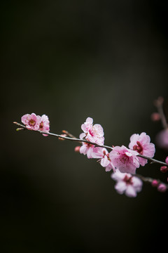 梅花