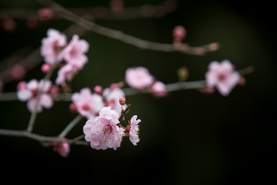 梅花