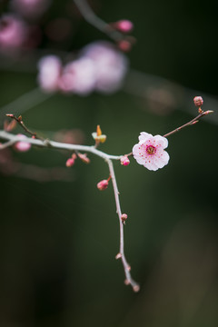 梅花