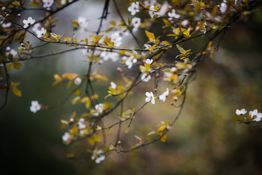 李子花