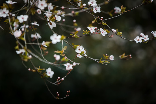 李子花