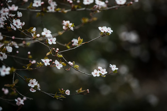 李子花