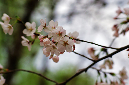 樱花