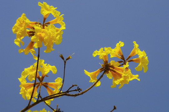 风铃花