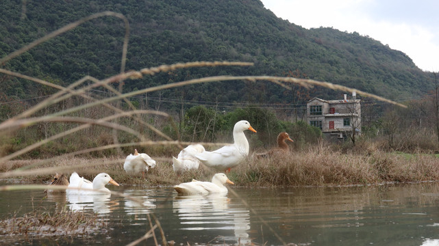 春鸭