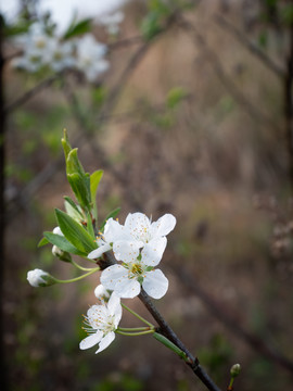 李子花