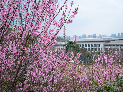 桃花