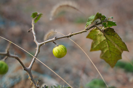 丁茄