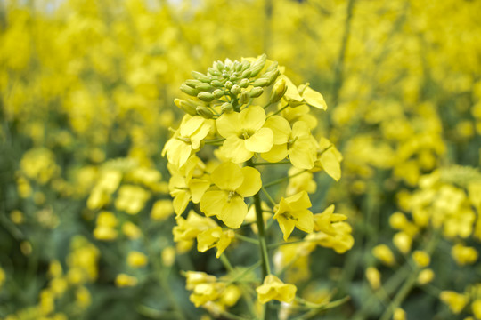 油菜花