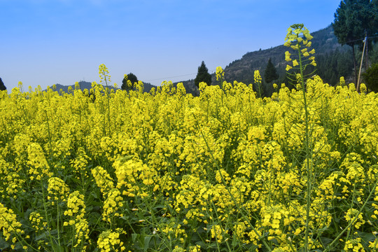 油菜花地