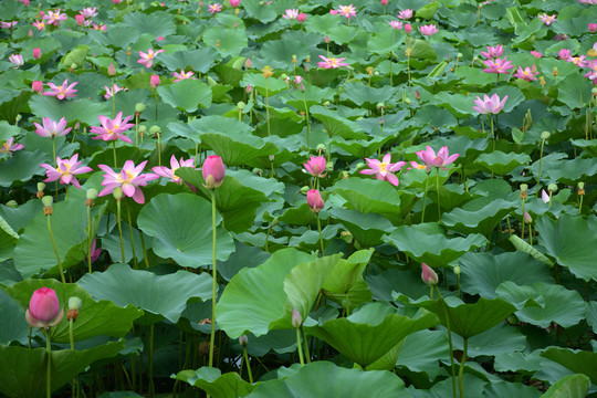 荷花湾