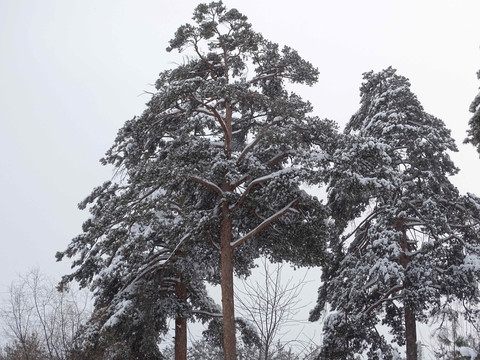 风雪美人松