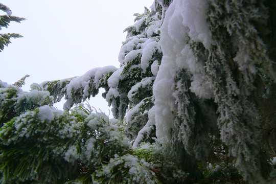 公园雪景