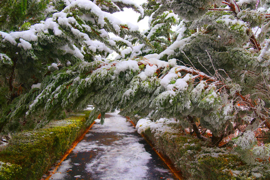 公园雪景