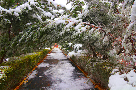 公园雪景