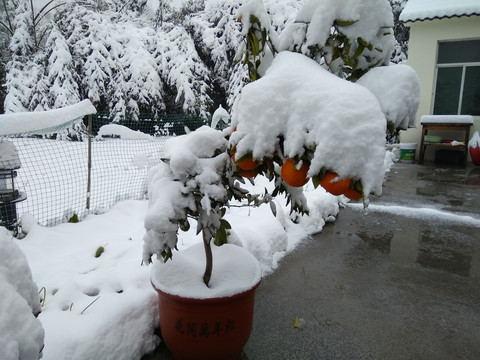 江南雪景