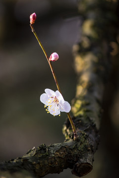 梅花