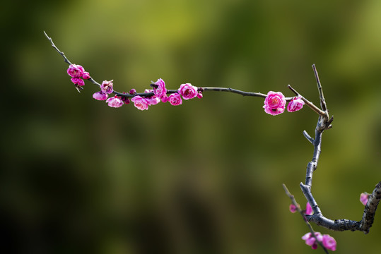 梅花