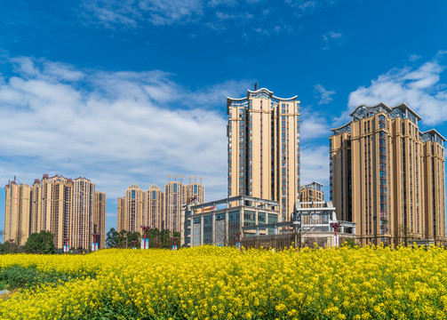 油菜花地城市高楼背景