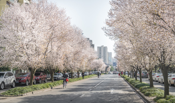 红叶李景观大道