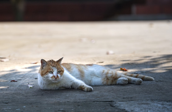 晒太阳的黄猫