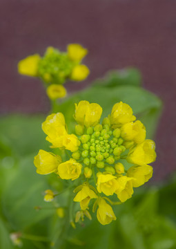 A4尺寸唯美油菜花