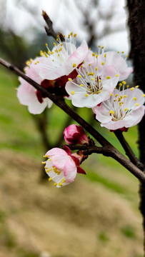 花卉花蕊