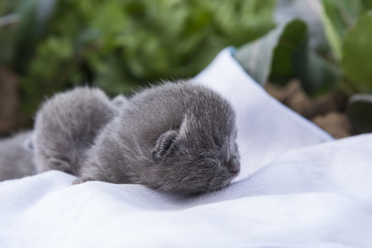 折耳猫幼崽