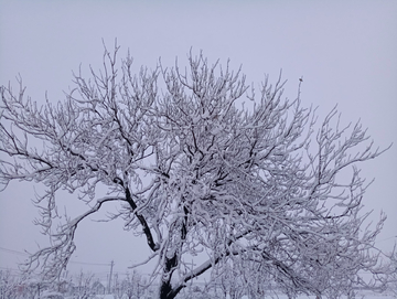 雪景树