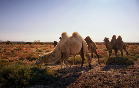 吃草的骆驼