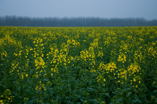 油菜花海