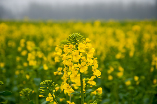 油菜花海