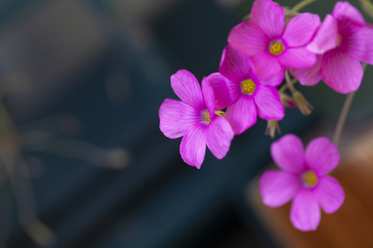 红花酢浆草