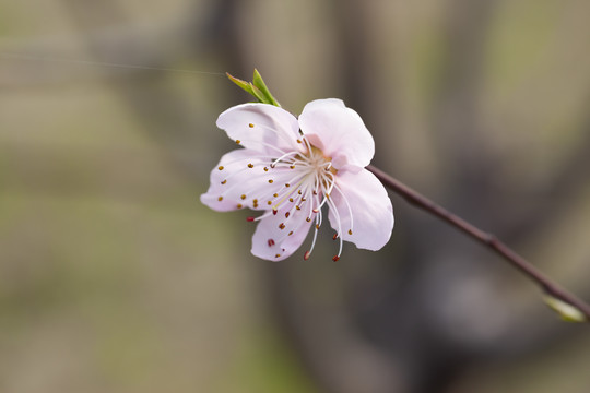 桃花醉桃花朵朵开