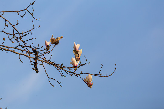 玉兰花