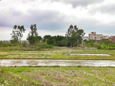 田野