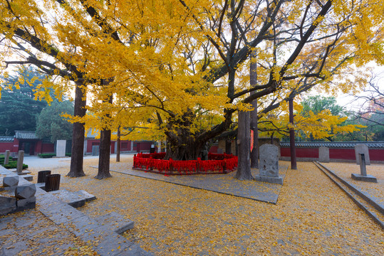 山东莒县定林寺千年古银杏树