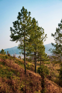 樹松樹馬尾松素材