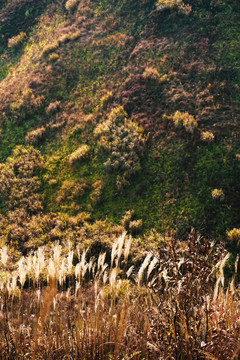 山坡荒草草丛素材