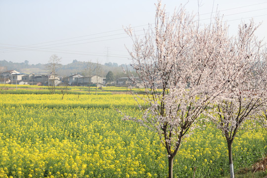 春花