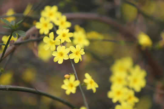 迎春花