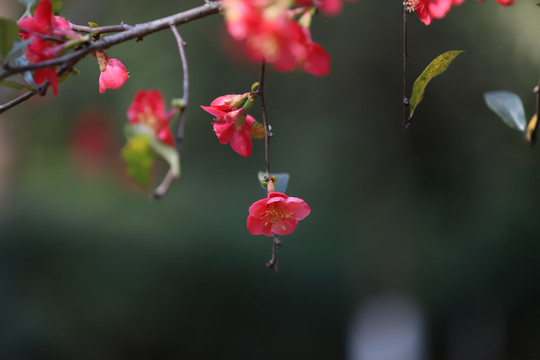 红色的花