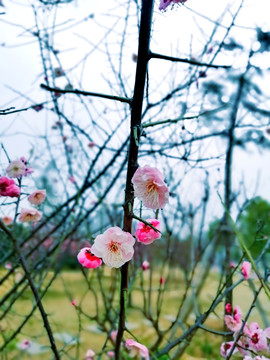 春暖花开