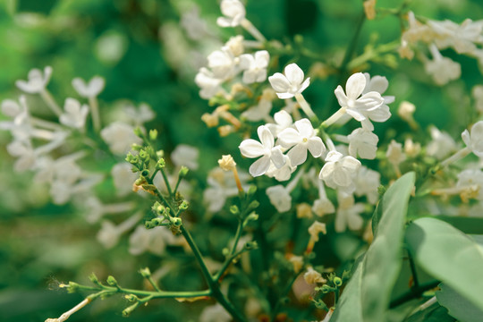 丁香花