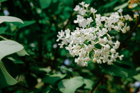 丁香花